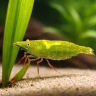 Caridina babaulti green 1 - 1 — close view showing fin and scale detail — representative image - view 4