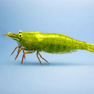 Caridina babaulti green 1 - 1 — side profile on a plain background — representative image - view 3