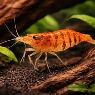 Caridina babaulti stripes 1 - 1 — representative image - view 1
