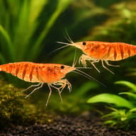 Caridina babaulti stripes 1 - 1 — pair in a planted aquarium — representative image - view 2