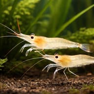 Caridina ensifera 1 - 1 — pair in a planted aquarium — representative image - view 2