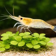 Caridina ensifera 1 - 1 — close view showing fin and scale detail — representative image - view 4