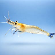 Caridina ensifera 1 - 1 — side profile on a plain background — representative image - view 3