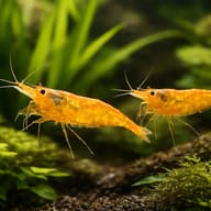 Caridina Orange shrimp 1,5 — pair in a planted aquarium — representative image - view 2