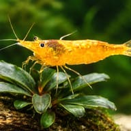 Caridina Orange shrimp 1,5 — close view showing fin and scale detail — representative image - view 4
