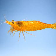 Caridina Orange shrimp 1,5 — side profile on a plain background — representative image - view 3