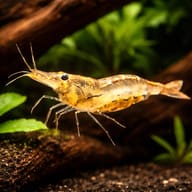 Caridina simoni simoni 1 - 1 — representative image - view 1