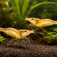 Caridina simoni simoni 1 - 1 — pair in a planted aquarium — representative image - view 2
