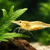 Caridina simoni simoni 1 - 1 — close view showing fin and scale detail — representative image - view 4