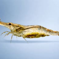 Caridina simoni simoni 1 - 1 — side profile on a plain background — representative image - view 3