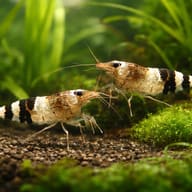 Caridina sp. Black & white crystal — pair in a planted aquarium — representative image - view 2