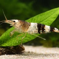 Caridina sp. Black & white crystal — close view showing fin and scale detail — representative image - view 4