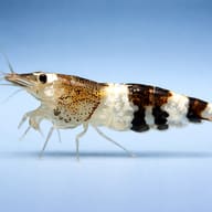 Caridina sp. Black & white crystal — side profile on a plain background — representative image - view 3