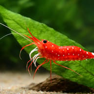 Caridina sp. Cardinal 1 - 1 — close view showing fin and scale detail — representative image - view 4