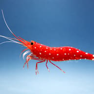 Caridina sp. Cardinal 1 - 1 — side profile on a plain background — representative image - view 3