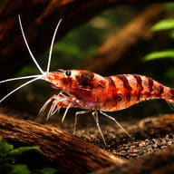 Caridina sp. purple zebra 1 — representative image - view 1