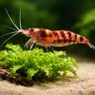 Caridina sp. purple zebra 1 — close view showing fin and scale detail — representative image - view 4