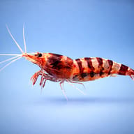 Caridina sp. purple zebra 1 — side profile on a plain background — representative image - view 3