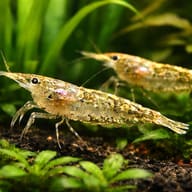 Caridina sp. rainbow — pair in a planted aquarium — representative image - view 2