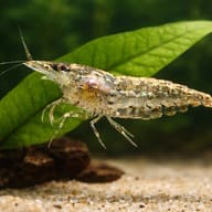 Caridina sp. rainbow — close view showing fin and scale detail — representative image - view 4