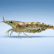 Caridina sp. rainbow — side profile on a plain background — representative image - view 3
