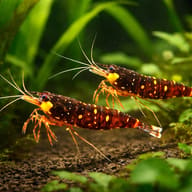 Caridina sp. yellow cheek celebe 1 - 1 — pair in a planted aquarium — representative image - view 2