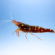 Caridina sp. yellow cheek celebe 1 - 1 — side profile on a plain background — representative image - view 3