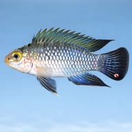 Carpintada Dwarf Cichlid — side profile on a plain background — representative image - view 3