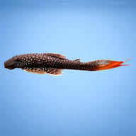 Pleco red eye — L178 Lasiancistrus sp. (Catfish UK) (Lasiancistrus sp.) — side profile on a plain background - view 3