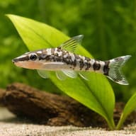 Zebra Oto (Otocinclus cocama) close view beside an aquarium plant - view 4