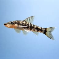 Zebra Oto (Otocinclus cocama) side profile on a plain background - view 3