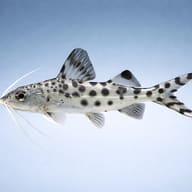 Pictus Catfish (Pimelodus pictus) side profile on a plain background - view 3