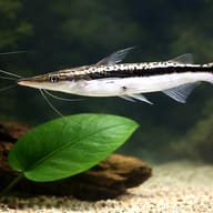Sorubim lima Shovel-Nosed Catfish — catfish UK — Catfish cory pleco — close view showing fin and scale detail - view 4