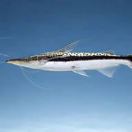 Sorubim lima Shovel-Nosed Catfish — catfish UK — Catfish cory pleco — side profile on a plain background - view 3
