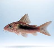 Bronze catfish (Corydoras aeneus long fin) side profile on a plain background - view 3