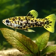 Spotted Livebearer / Caudo (Phalloceros caudimaculatus) scale and plant aquarium scene — representative image - view 4