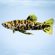 Spotted Livebearer / Caudo (Phalloceros caudimaculatus) side profile aquarium scene — representative image - view 3