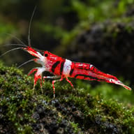 Celebes Beauty shrimp (Caridina sp.), red with a white saddle band, on moss-covered rock — representative image - view 1