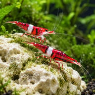 Two Celebes Beauty shrimp grazing on pale rock — representative image - view 3