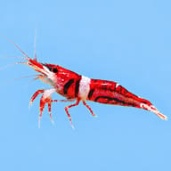 Celebes Beauty shrimp (Caridina sp.) side profile on a pale blue background — representative image - view 2