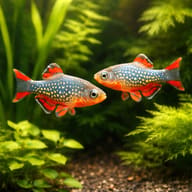 Pair of Celestial Pearl Danios swimming through planted cover — representative image - view 2