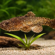 Chaca chaca 5 — close view showing fin and scale detail — representative image - view 4