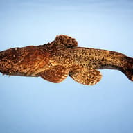 Chaca chaca 5 — side profile on a plain background — representative image - view 3