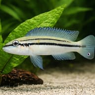 Chalinochromis bifrenatus 4 — close view showing fin and scale detail — representative image - view 4
