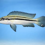 Chalinochromis bifrenatus 4 — side profile on a plain background — representative image - view 3