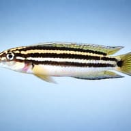 Chalinochromis popelini 4 — side profile on a plain background — representative image - view 3
