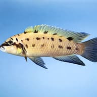 Chalinochromis species ndobhoi 4 — side profile on a plain background — representative image - view 3