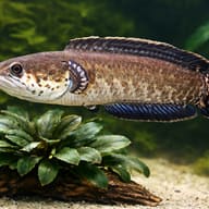 Channa bleheri 9 — close view showing fin and scale detail — representative image - view 4