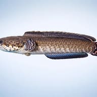 Channa bleheri 9 — side profile on a plain background — representative image - view 3