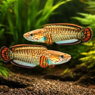 Channa bleheri blue 5 — pair in a planted aquarium — representative image - view 2
